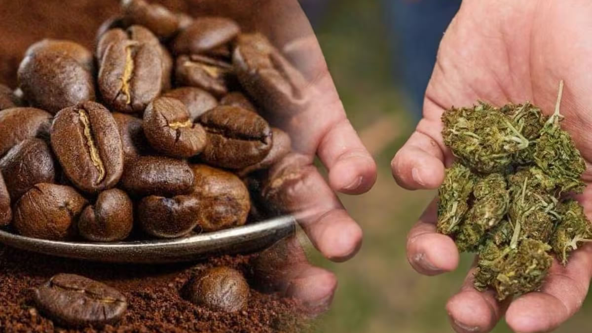Programme pilote néerlandais sur le cannabis légal, coffee-shop néerlandais